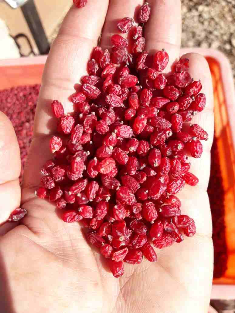 فروش زرشک خراسان